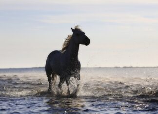 Co to są standardy obsługi klienta?