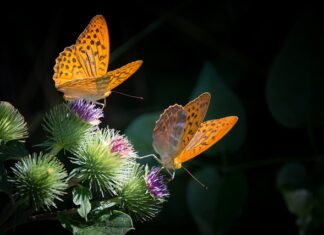 Ile powinno być masy kostnej?