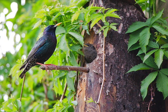 W jakim wieku mężczyzna jest najsilniejszy? W jakim wieku mężczyzna jest najsilniejszy?