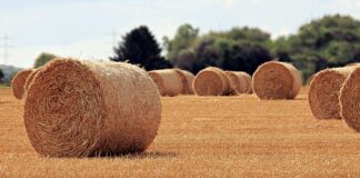 Jaka jest rola dystrybucji?